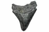 Serrated, Fossil Megalodon Tooth - South Carolina #286515-1